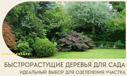 Быстрорастущие деревья для сада идеальный выбор в Саяногорске