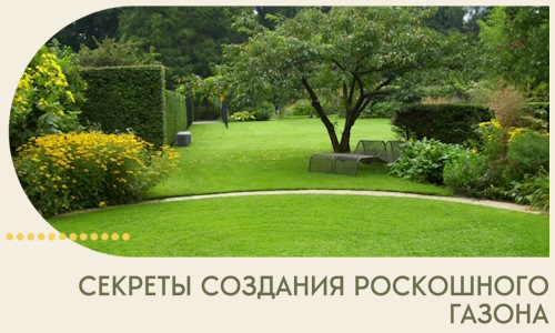 Секреты создания роскошного газона в Саяногорске